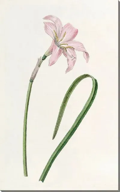 Картина Споффорт Зефирантес (1815-1819)