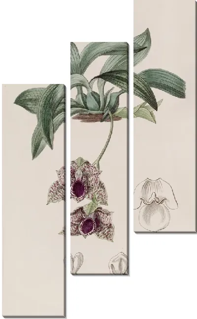 Картина Стапелия-видная Максиллярия (1815-1819)