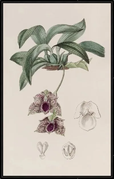 Картина Стапелия-видная Максиллярия (1815-1819)