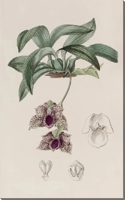 Картина Стапелия-видная Максиллярия (1815-1819)
