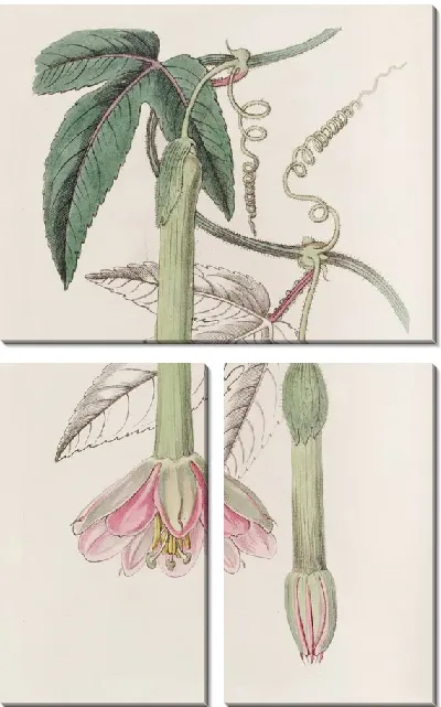 Картина Таксония мягколистная (1815-1819)