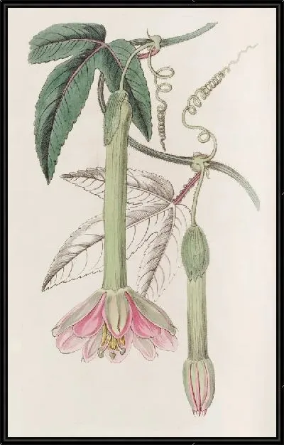 Картина Таксония мягколистная (1815-1819)