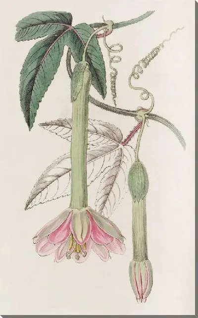 Картина Таксония мягколистная (1815-1819)