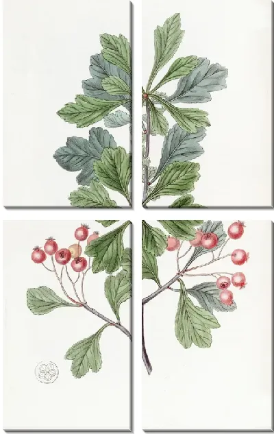 Картина Терн мелкоплодный (1815-1819)