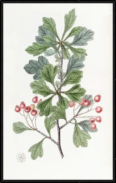 Картина Терн мелкоплодный (1815-1819)