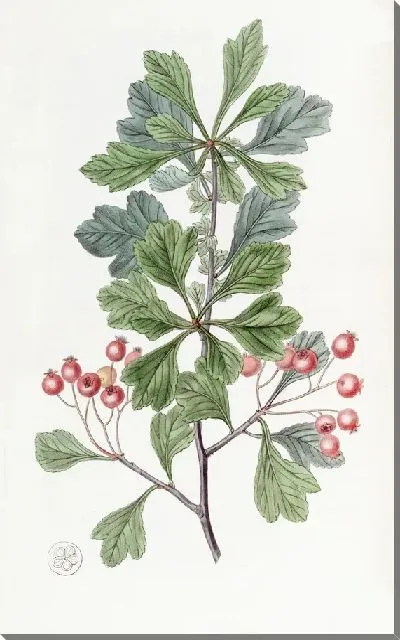 Картина Терн мелкоплодный (1815-1819)