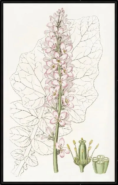 Картина Франкоа осотлистный (1815-1819)