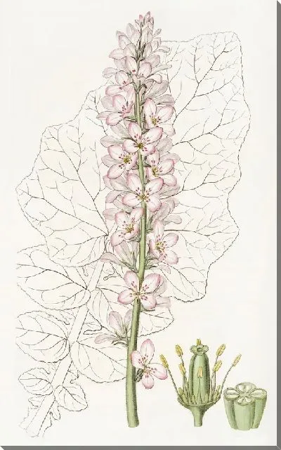 Картина Франкоа осотлистный (1815-1819)