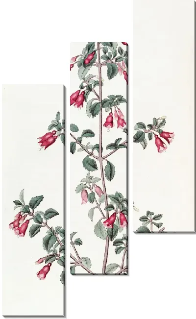 Картина Фуксия мелколистная (1815-1819)