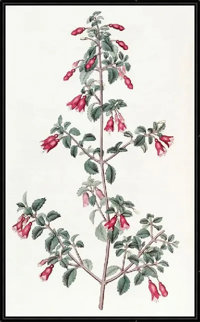 Картина Фуксия мелколистная (1815-1819)