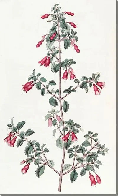 Картина Фуксия мелколистная (1815-1819)