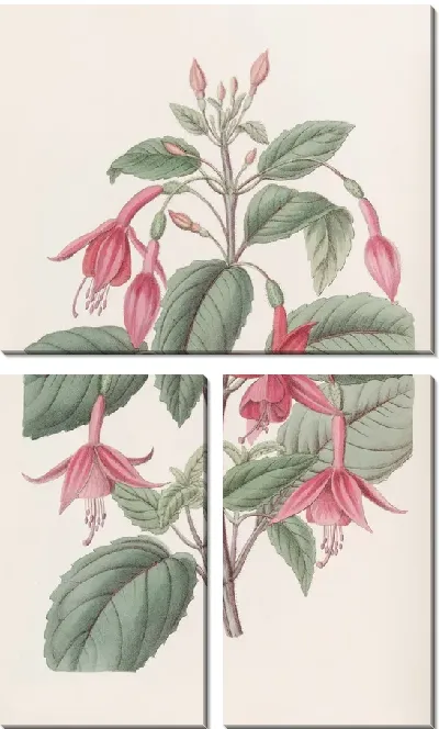 Картина Фуксия Стэндиша (1815-1819)