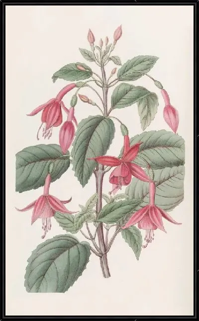 Картина Фуксия Стэндиша (1815-1819)