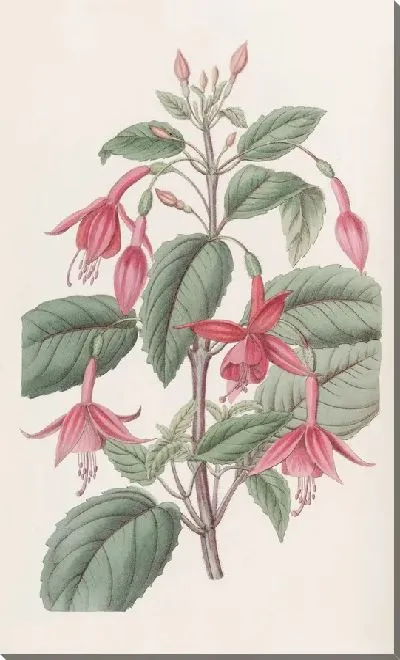 Картина Фуксия Стэндиша (1815-1819)