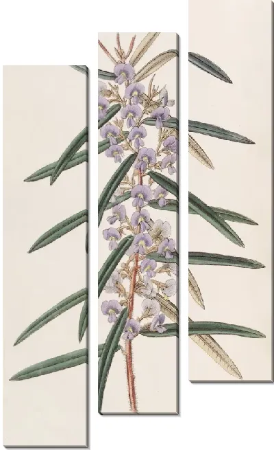 Картина Ховеа колосистая (1815-1819)