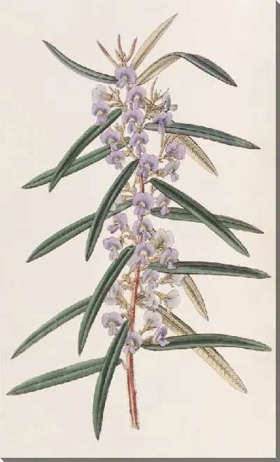 Картина Ховеа колосистая (1815-1819)