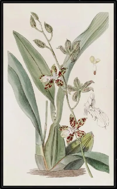 Картина Циртохилум пятнистый (1815-1819)