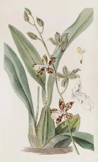 Картина Циртохилум пятнистый (1815-1819)
