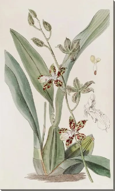 Картина Циртохилум пятнистый (1815-1819)