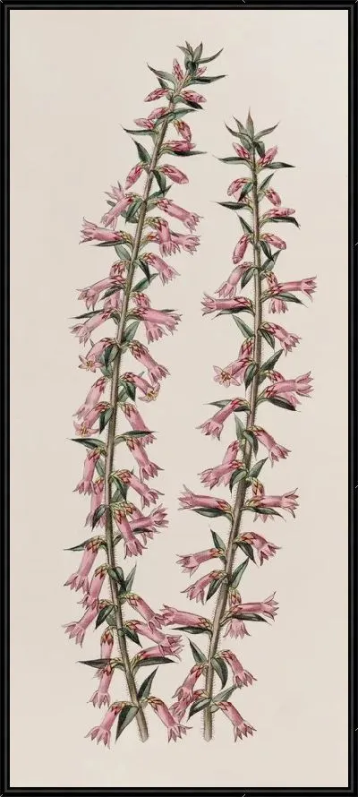 Картина Эпакрис мелкоцветковый без косточек (1815-1819)