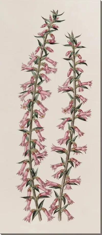 Картина Эпакрис мелкоцветковый без косточек (1815-1819)