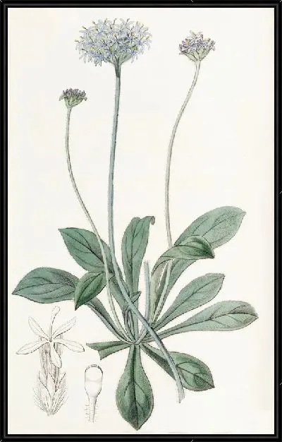 Картина Южная Брунония (1815-1819)