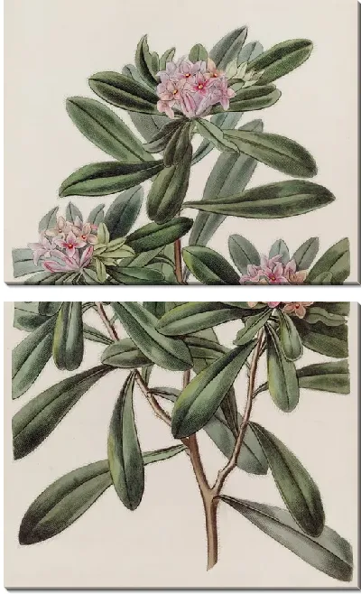 Картина Южная Дафна (1815-1819)