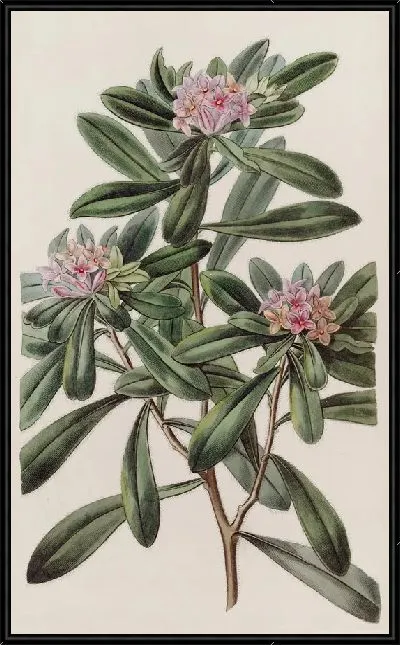 Картина Южная Дафна (1815-1819)