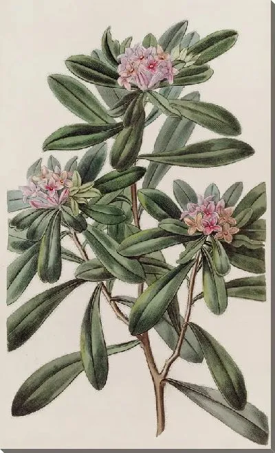 Картина Южная Дафна (1815-1819)