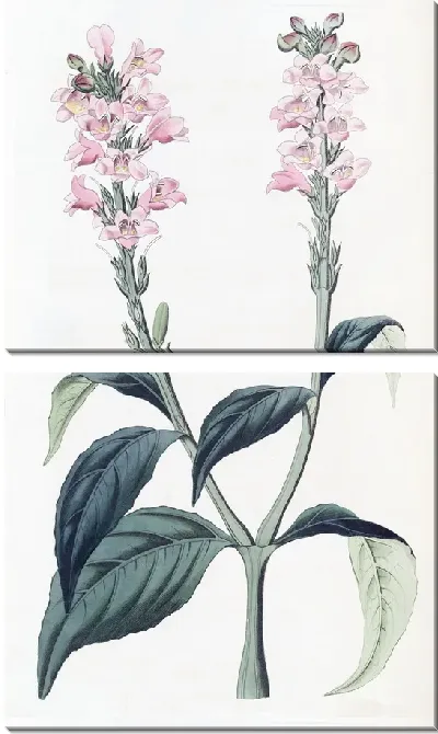 Картина Юстиция с квадратным стеблем (1815-1819)