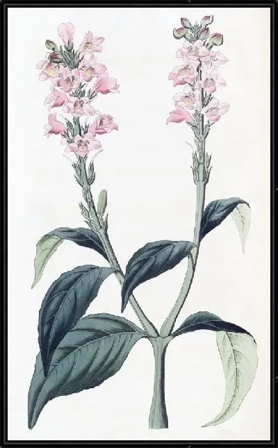 Картина Юстиция с квадратным стеблем (1815-1819)