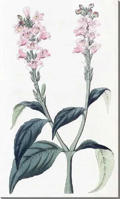 Картина Юстиция с квадратным стеблем (1815-1819)