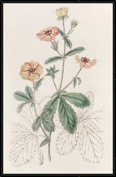 Картина Двухцветный потенциль (1815-1819)