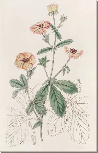 Картина Двухцветный потенциль (1815-1819)