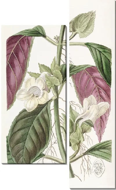 Картина Двуцветный древесный (1815-1819)
