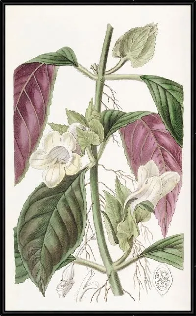 Картина Двуцветный древесный (1815-1819)