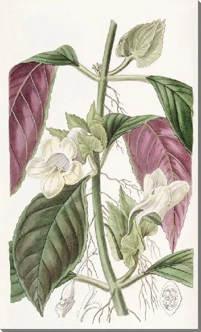 Картина Двуцветный древесный (1815-1819)