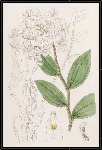 Картина Дендроб трехствольный (1815-1819)
