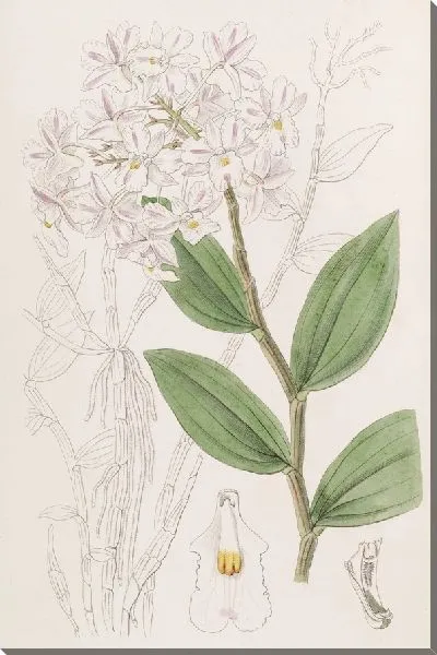 Картина Дендроб трехствольный (1815-1819)