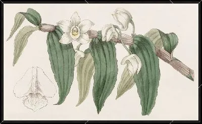 Картина Дендробиум водянистый (1815-1819)