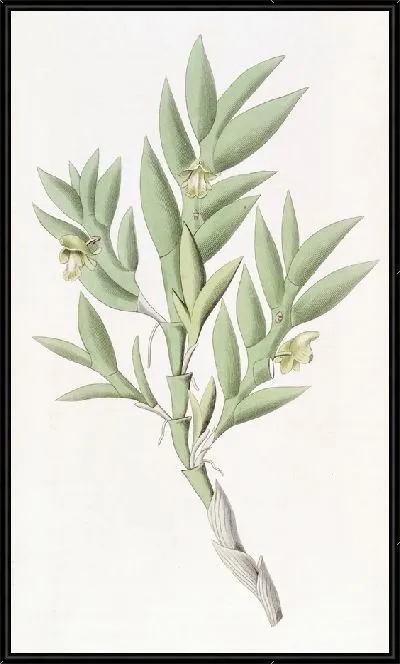 Картина Дендробиум двугранный (1815-1819)
