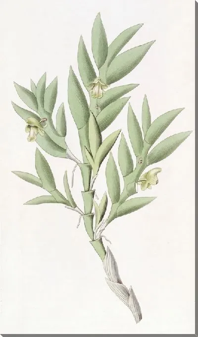 Картина Дендробиум двугранный (1815-1819)