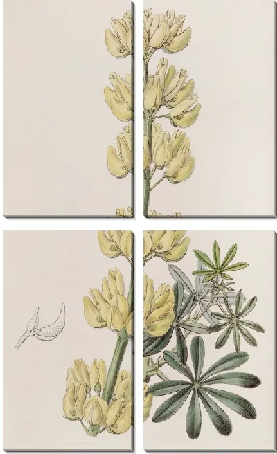 Картина Древесный Люпин (1815-1819)