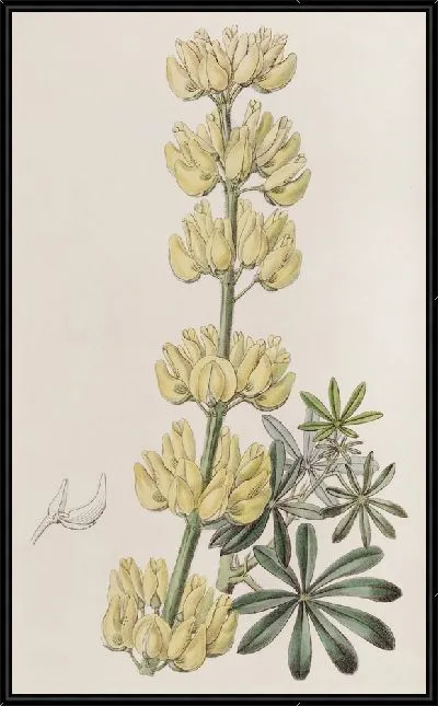 Картина Древесный Люпин (1815-1819)