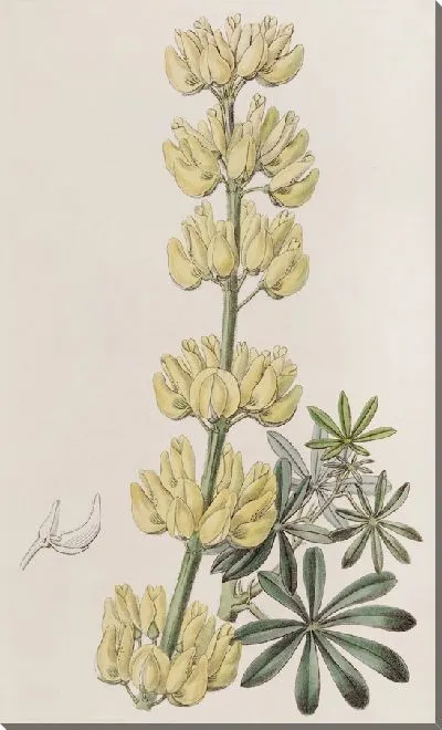Картина Древесный Люпин (1815-1819)