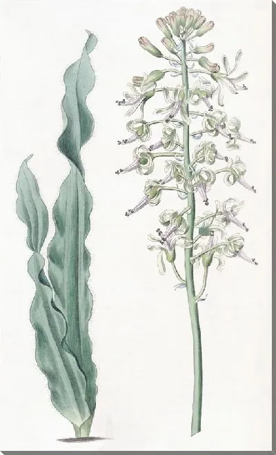 Картина Дримия волосистолистная (1815-1819)