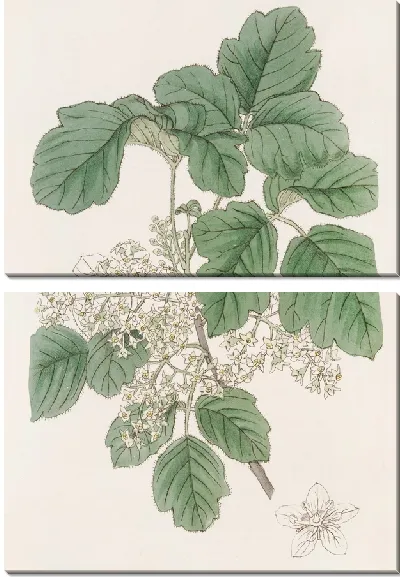 Картина Дуб Ядовитый разнолистный (1815-1819)