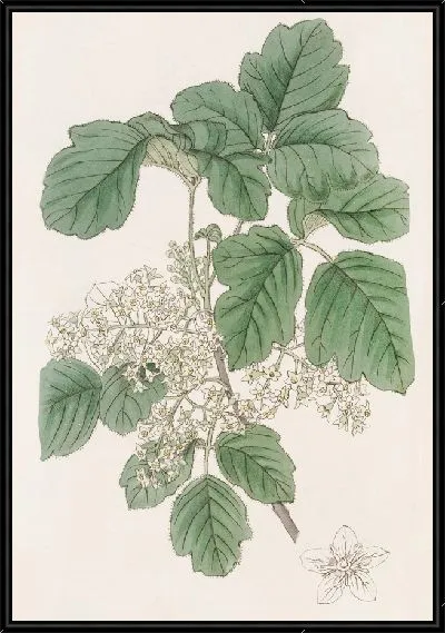 Картина Дуб Ядовитый разнолистный (1815-1819)