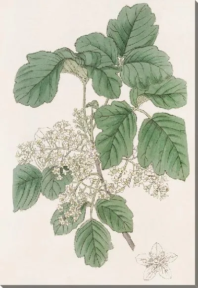 Картина Дуб Ядовитый разнолистный (1815-1819)