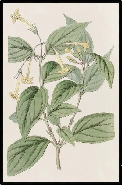 Картина Желтая Бувардия (1815-1819)